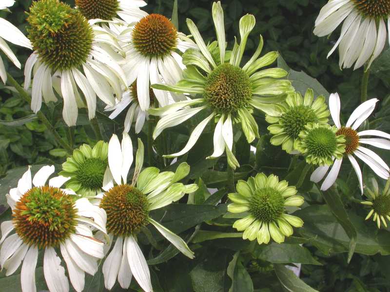 چطور با بیماری مینای زرد مقابله کنیم؟