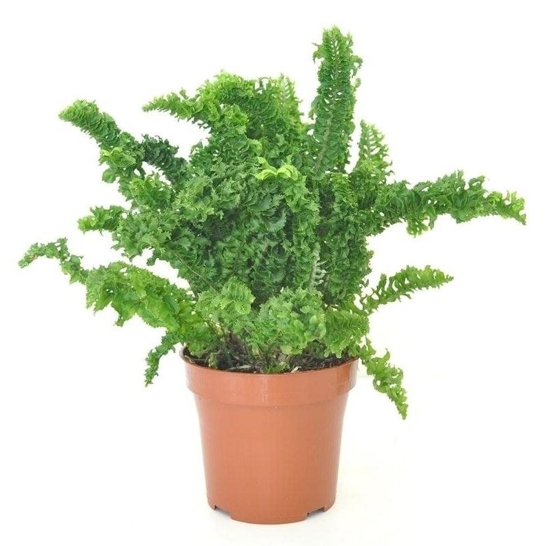 چگونه از گیاه Emina (سرخس بوستون برگ فری) مراقبت کنیم