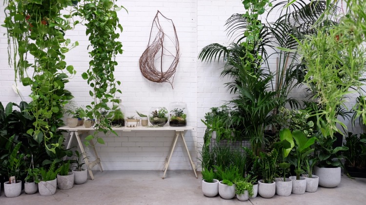 گیاهان آپارتمانی برای افراد مبتدی