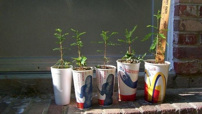 پرورش سرو از میوه (مخروط)