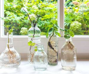 گیاهان آپارتمانی که در آب رشد می کنند