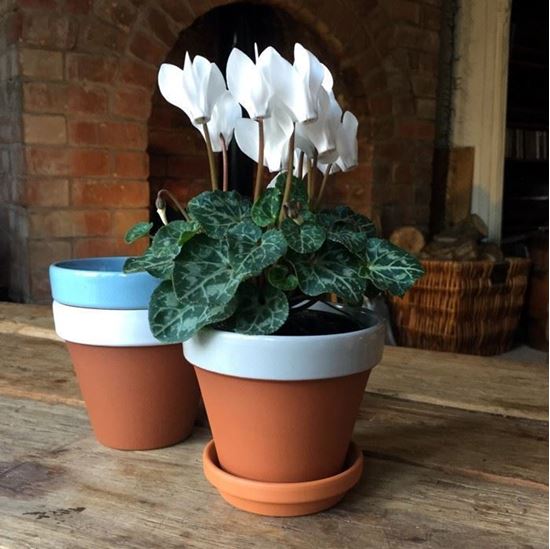 آیا استفاده از زیرگلدانی لازم است؟