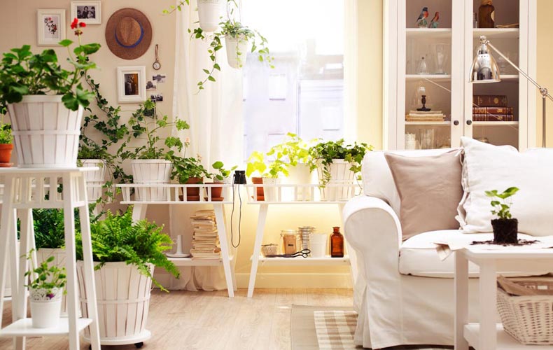هر فضای خانه به چه گیاهی نیاز دارد؟