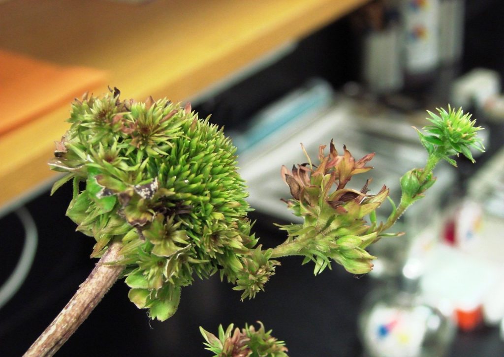 انگل فیتوپلاسما