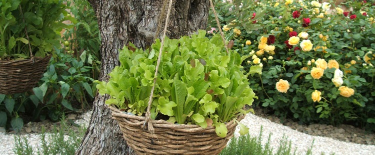 5 ایده سبزیکاری در خانه