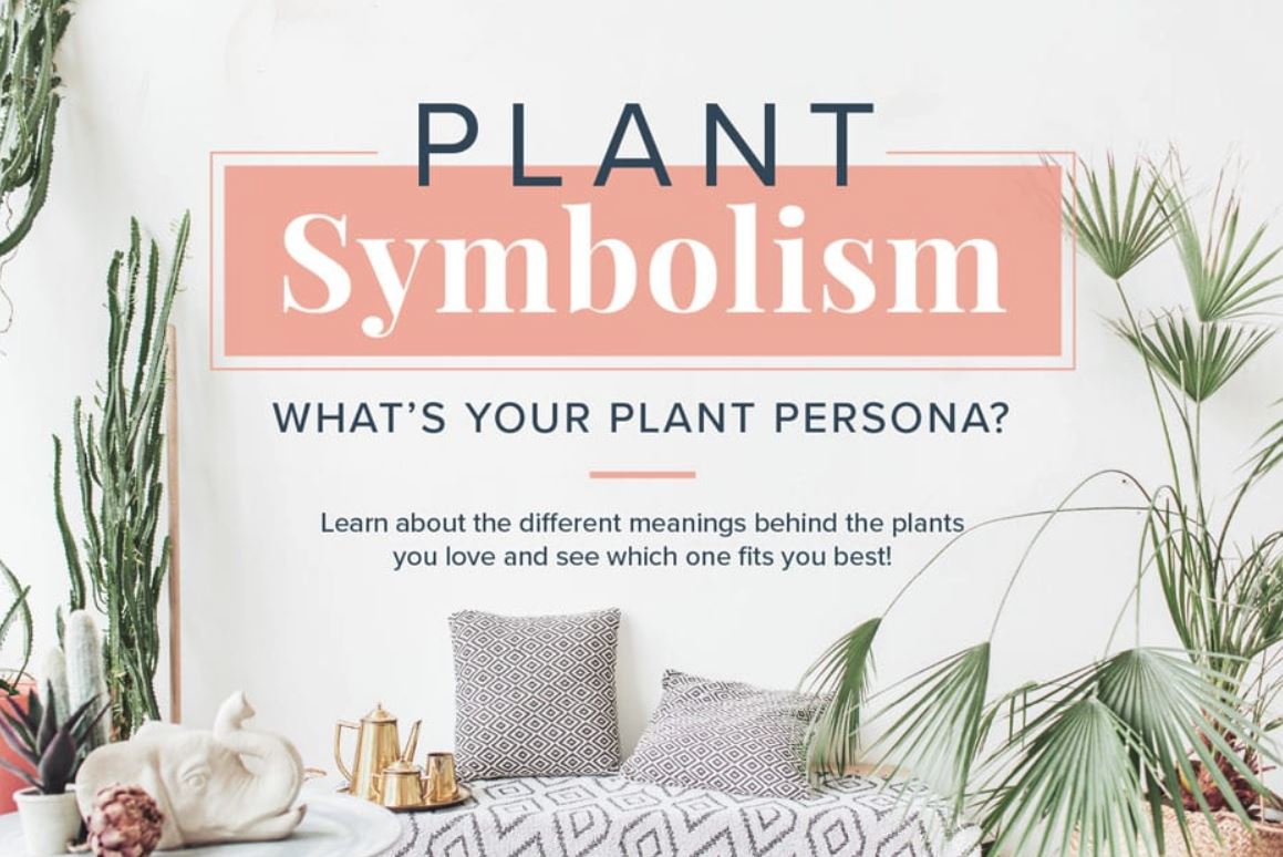هر گیاه آپارتمانی نماد چیست؟