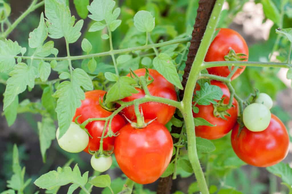 چگونه گیاهان گوجه فرنگی میوه بیشتری تولید کنند؟