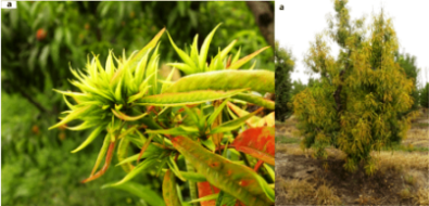 علائم بیماری هلوی زرد