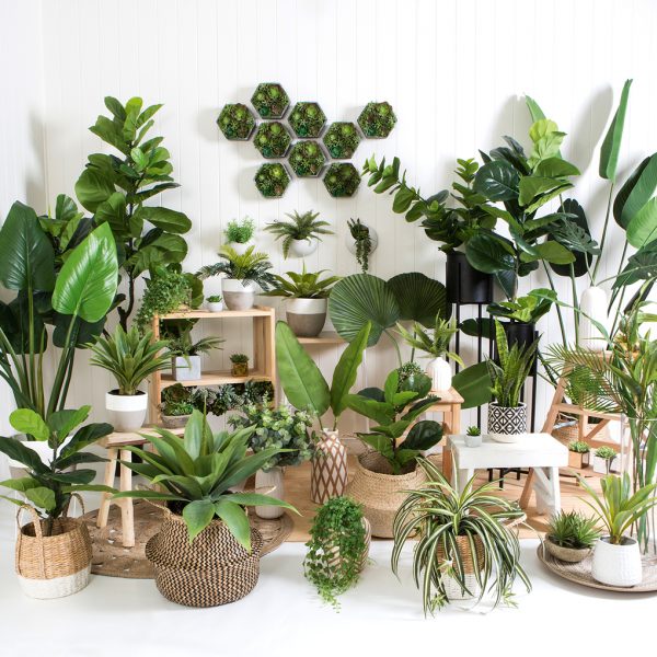 گیاهان آپارتمانی تصفیه کننده هوا