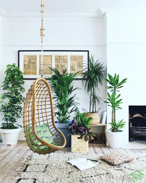 گیاهان آپارتمانی برای دکوراسیون مدرن