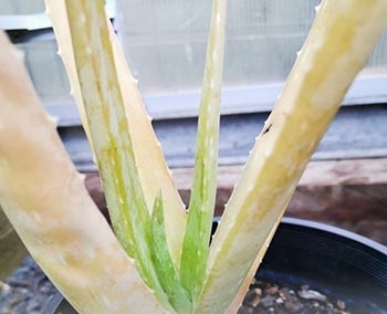 چگونه آلوئه ورایی که زرد شده را درمان کنیم؟