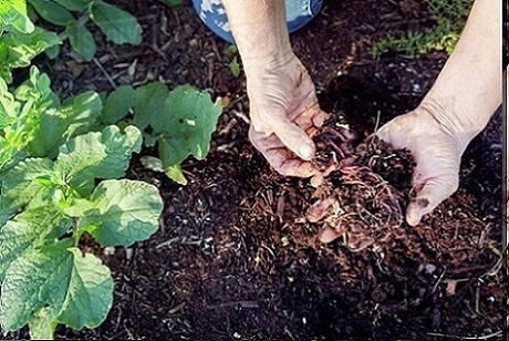 معایب ورمی کمپوست
