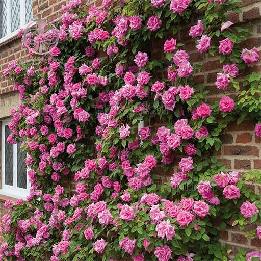 گل رز رونده چگونه نگهداری و تکثیر می‌شود