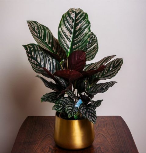 روش نگهداری کالاتیا سندرینا