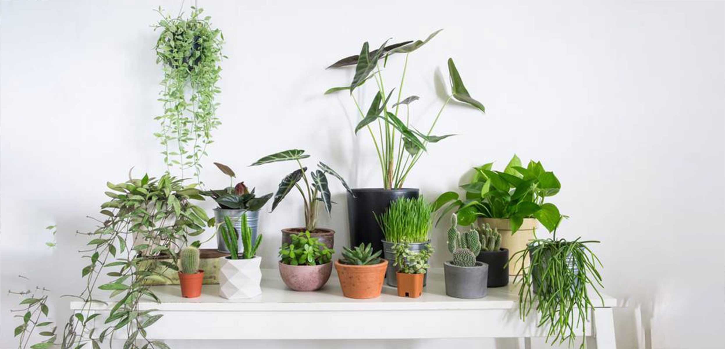 نحوه انتخاب گیاهان آپارتمانی با نگهداری آسان