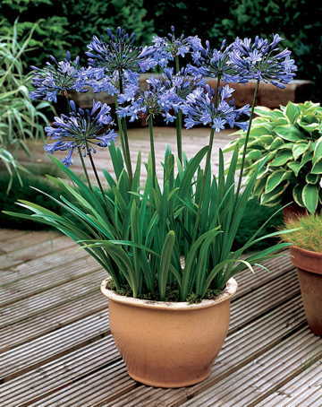 مناسب ترین گیاهان پاسیو - آگاپانتوس