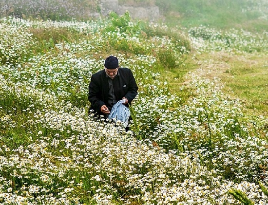 جمع آوری گیاهان دارویی