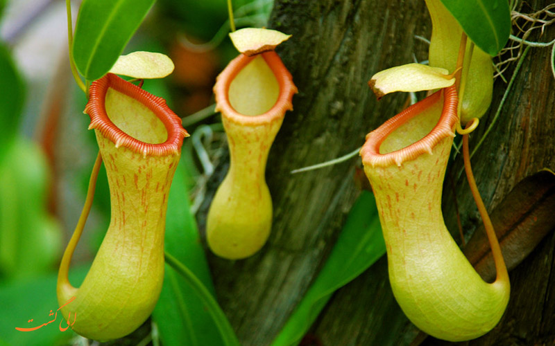 گیاه پارچ و نحوه پرورش آن