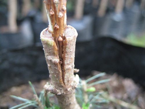 ترفندهای پیوند گیاه - چگونه یک گیاه را پیوند بزنیم