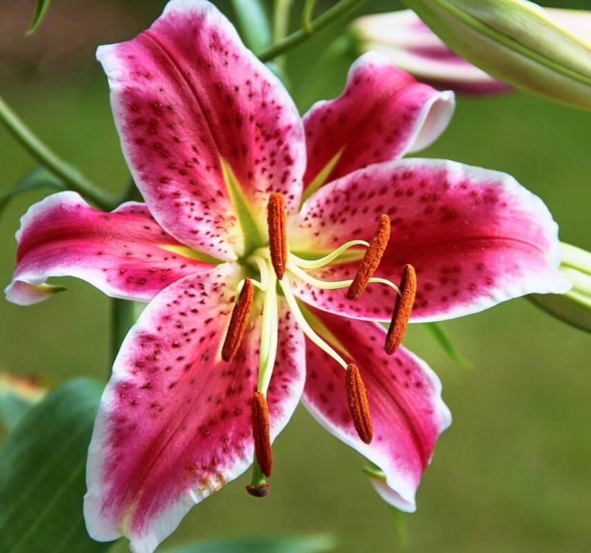 نحوه رشد و مراقبت از لیلیوم آسیایی