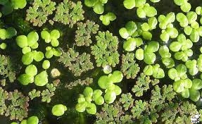 چگونه گیاه عدسک آبیان را پرورش دهیم