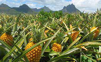 نحوه پرورش آناناس در خانه