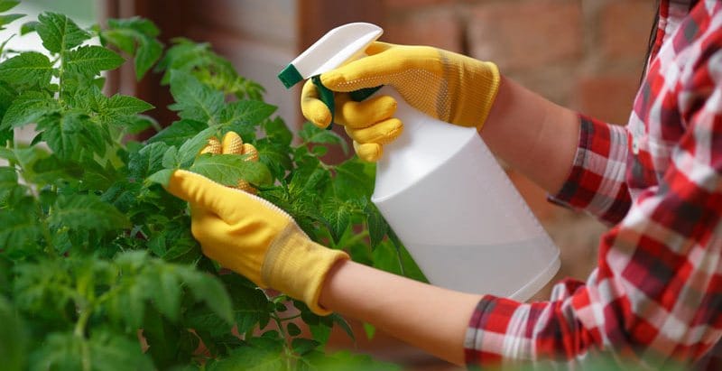 نحوه ساخت آفت کش ارگانیک