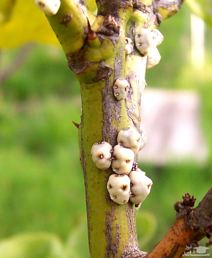 مانهای ایران (بخش اول)