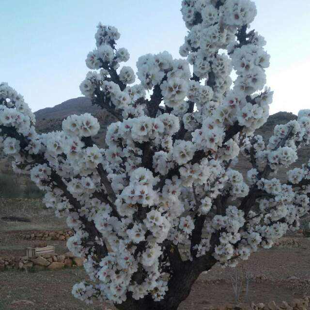 نحوه کاشت درختچه بادام گلدار