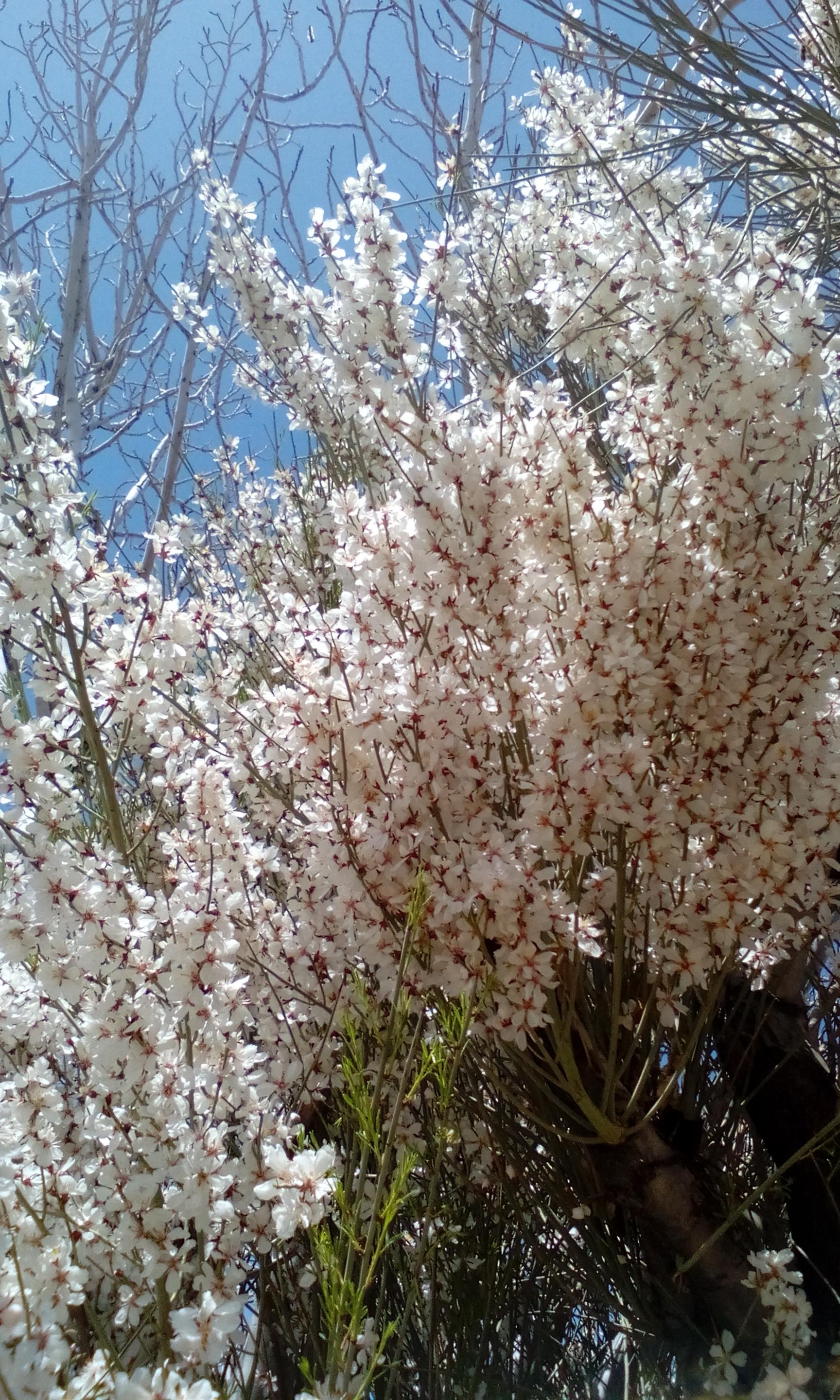 کاشت درختچه بادام گلدار - ایجاد یک محیط رشد ایده‌آل