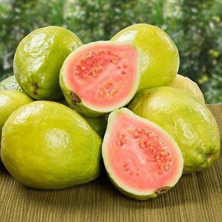 نحوه کاشت درخت گواوا