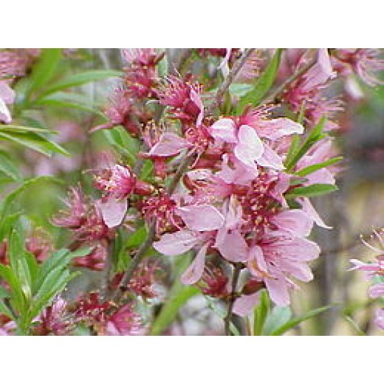 کاشت درختچه بادام گلدار