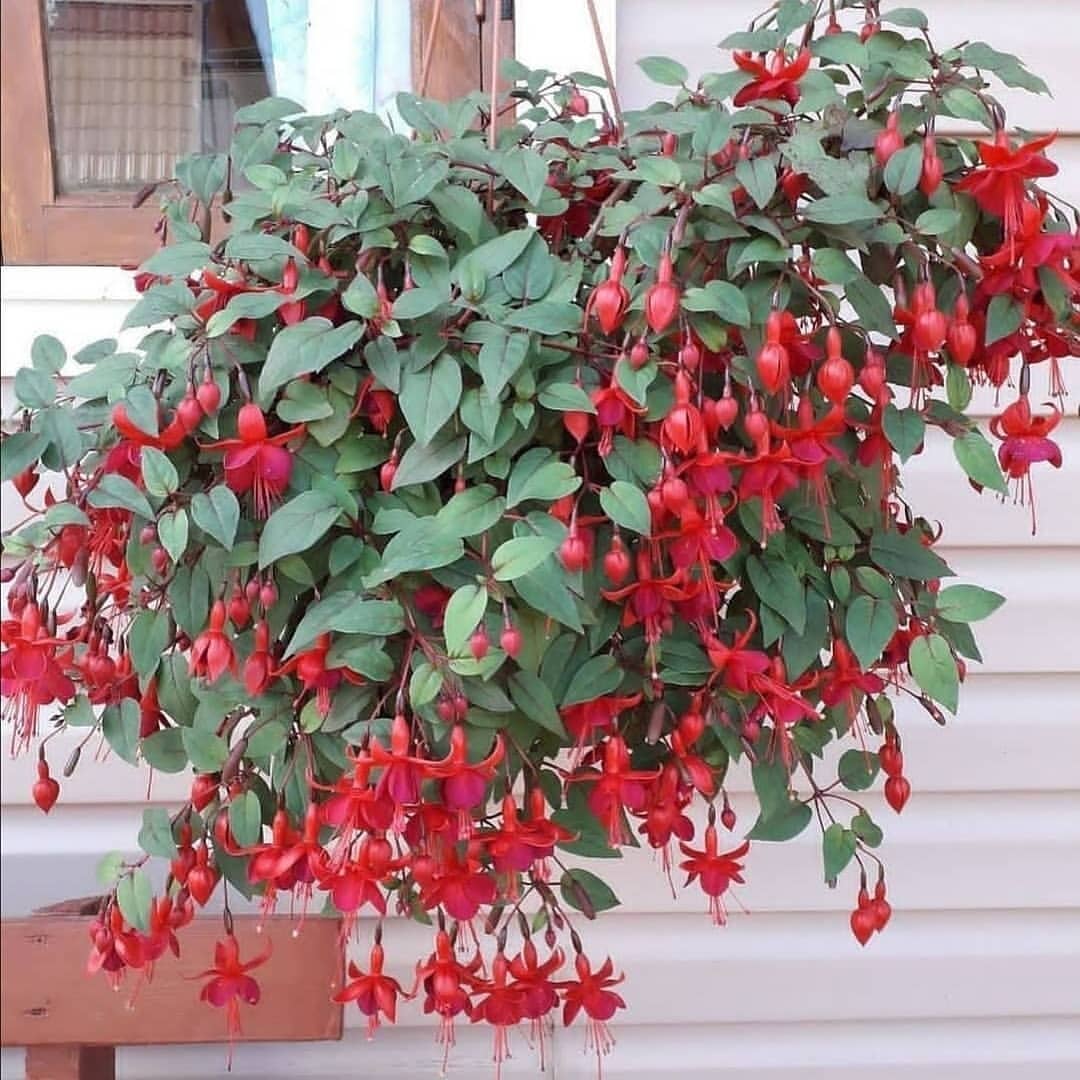 قرار ندادن فوشیا در یخبندان