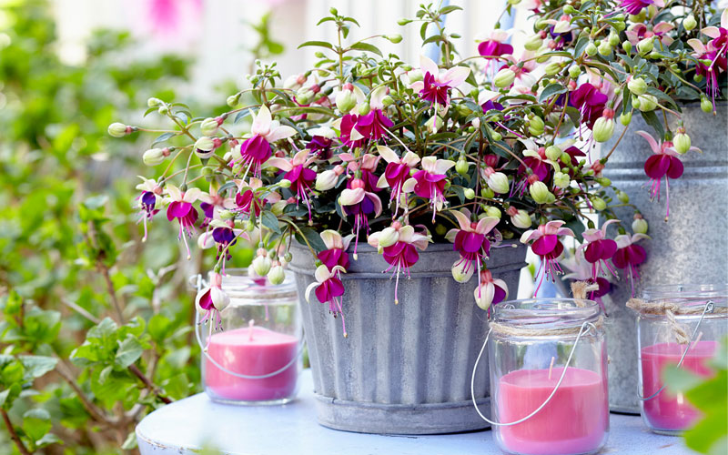 نحوه مراقبت از گل فوشیا یا گل آویز