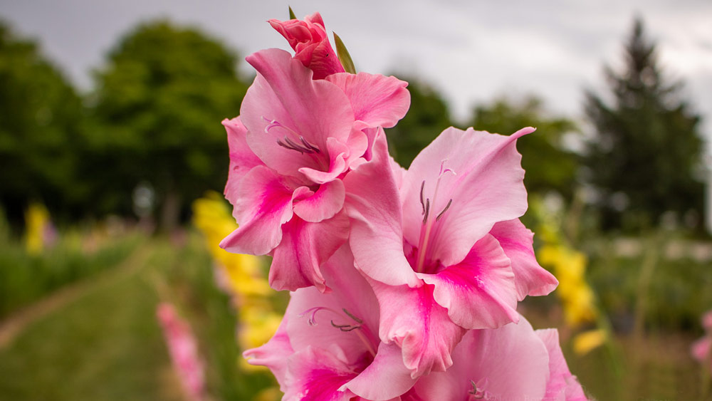 پرورش گل گلایول از پیاز