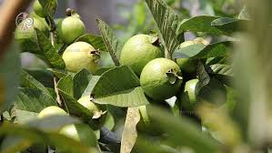 انتخاب محل کاشت