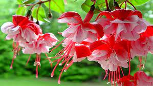 هرس گل فوشیا