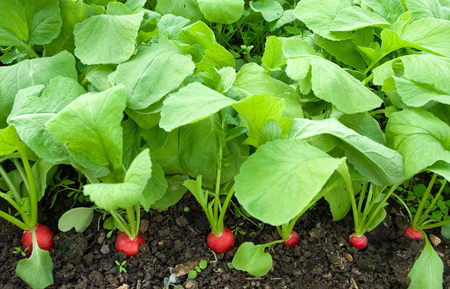 چگونه در باغچه خود باغبانی کنیم