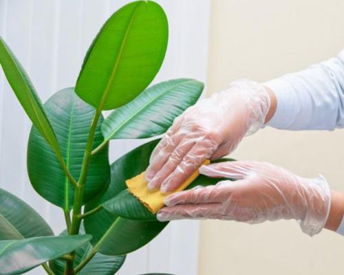 چگونه قسمت های قهوه ای را از برگ های گیاهان آپارتمانی پاک کنیم