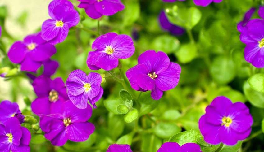 گل شبدر بنفش