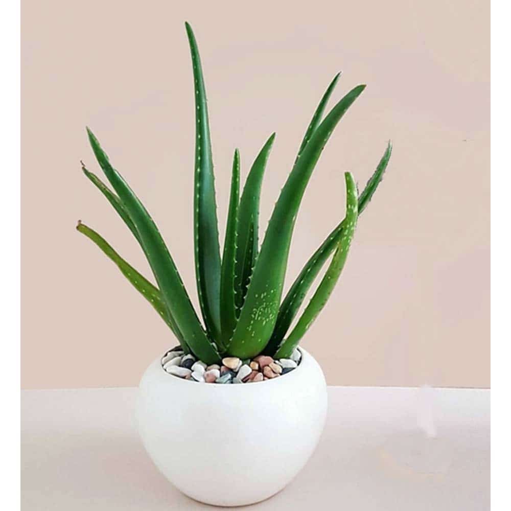 چگونه یک گیاه در حال مرگ آلوئه ورا را احیا کنیم؟