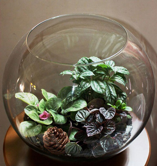 چگونه یک تراریوم درست کنیم؟