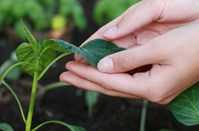 چگونه گیاهان آپارتمانی داخل خانه را تمیز...