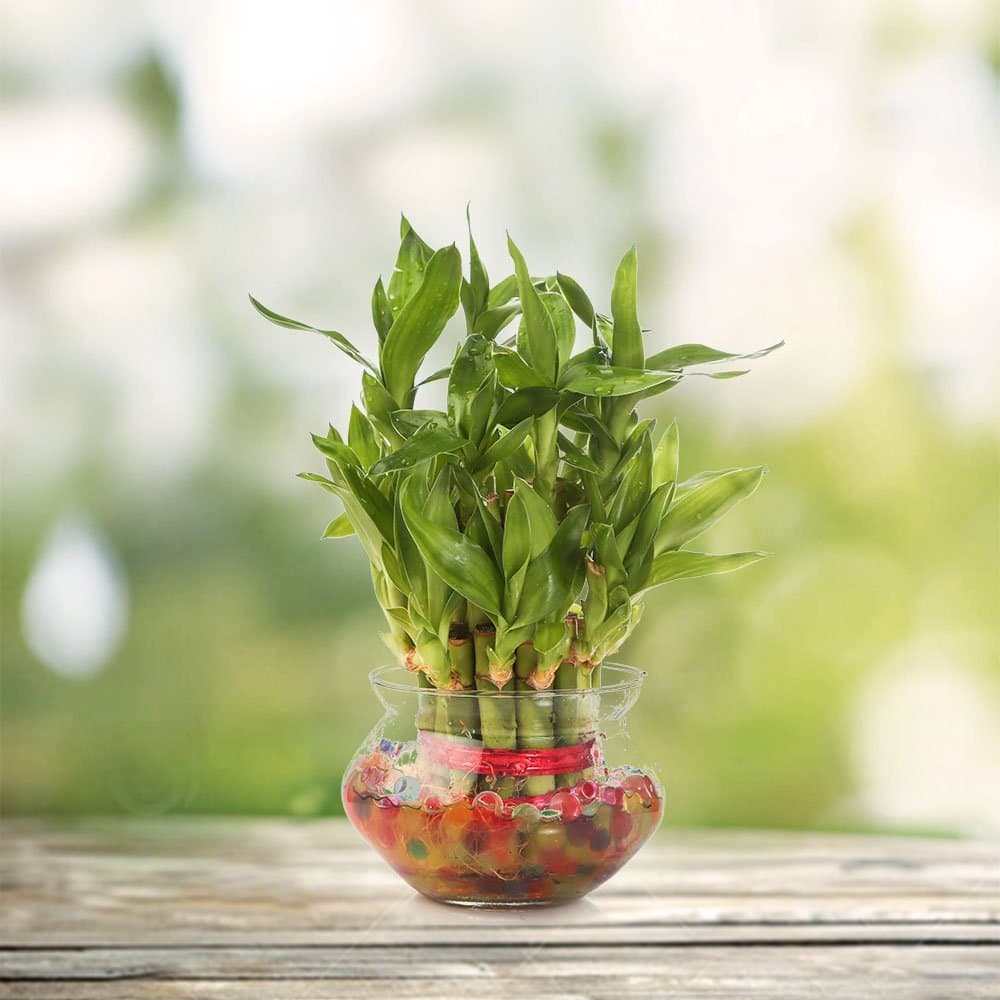 چگونه از بامبو خوش شانس مراقبت کنیم