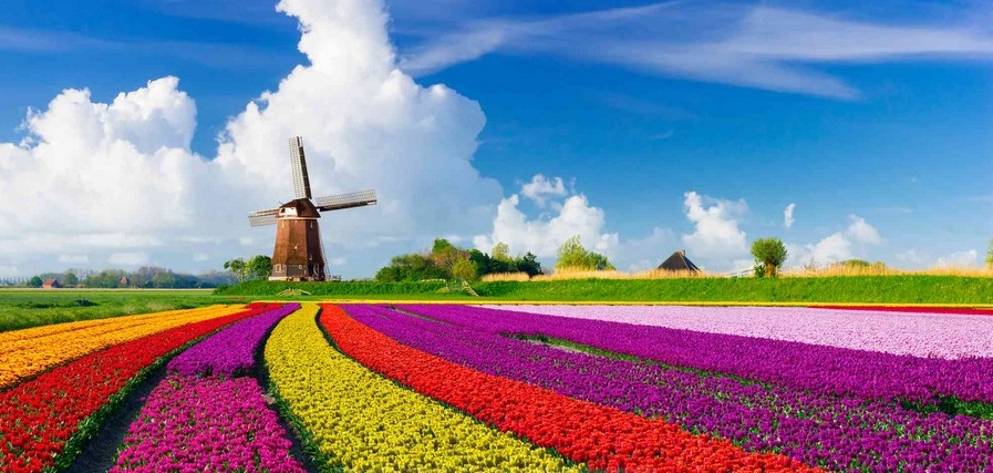 صنعت گل هلند