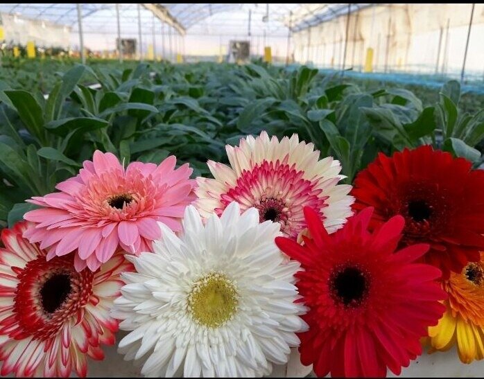 صنعت گل ترکیه