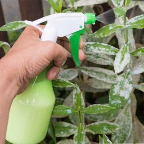 بیماری زنگ گیاهان