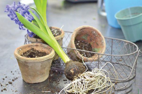 آموزش کاشت و رشد پیاز گل