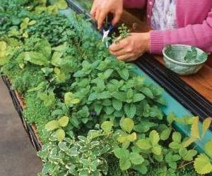 آموزش کاشت گل