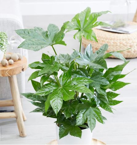 آشنایی با گیاه فاتسیا (Fatsia)